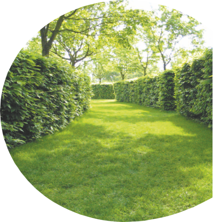 DM Cutting Hedge - Hedge Cutting Service Covering Redditch